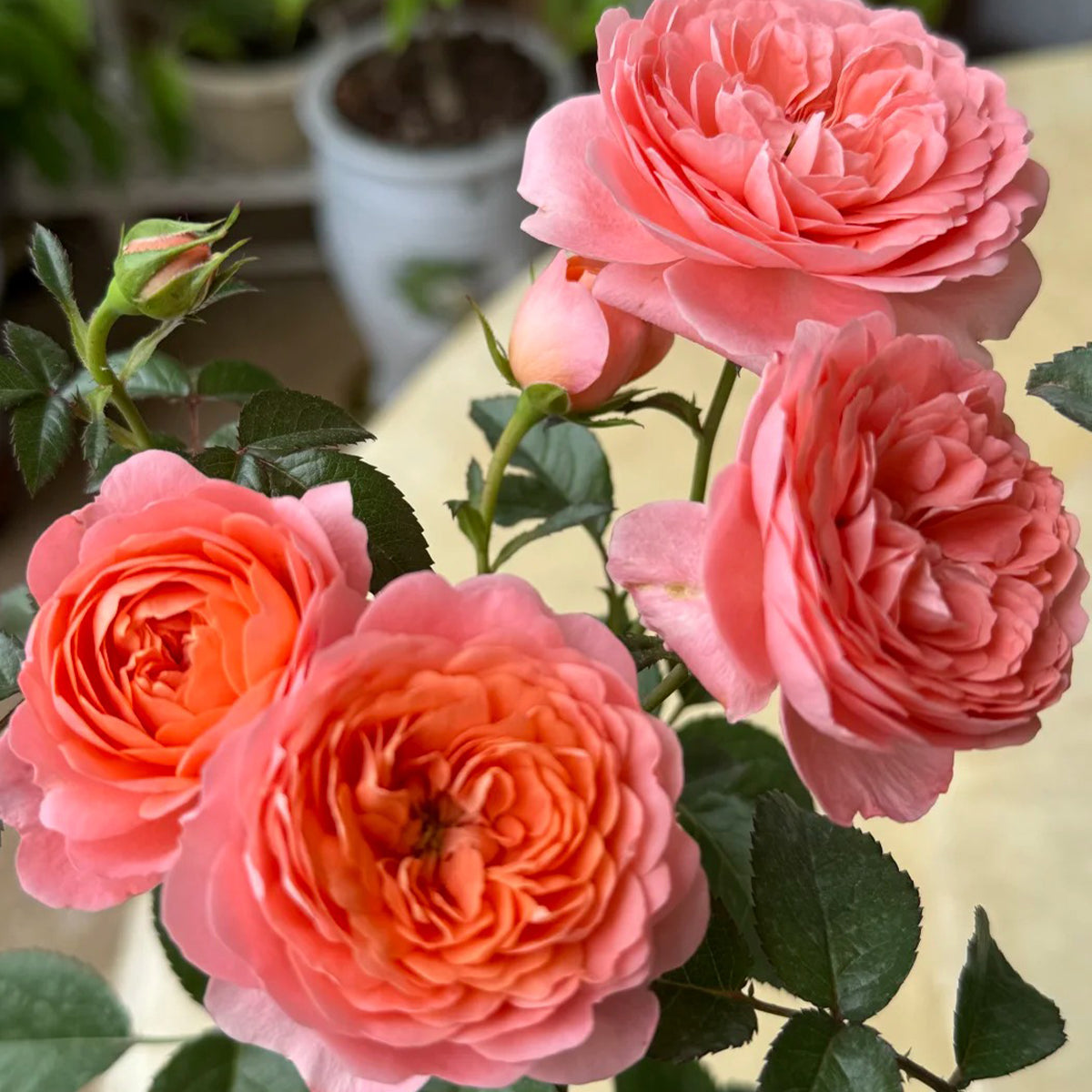 Juicy Apricot Dutch Florist Shrub Rose
