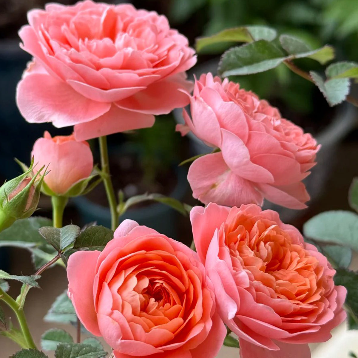 Juicy Apricot Dutch Florist Shrub Rose