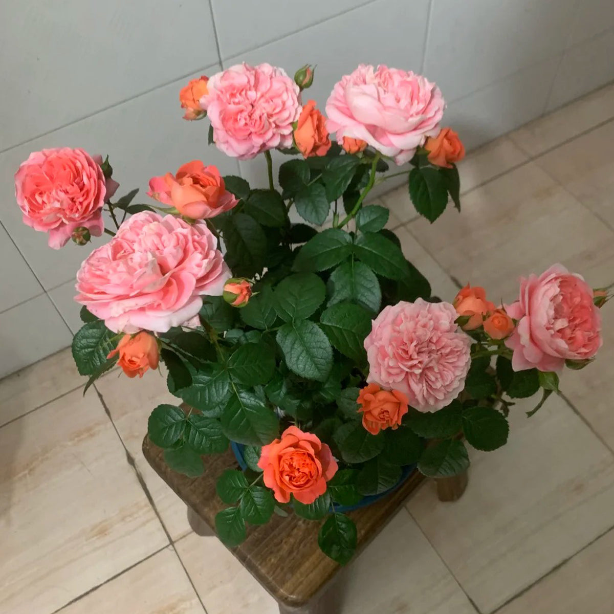 Juicy Apricot Dutch Florist Shrub Rose