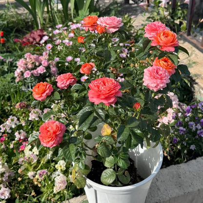 Juicy Apricot Dutch Florist Shrub Rose