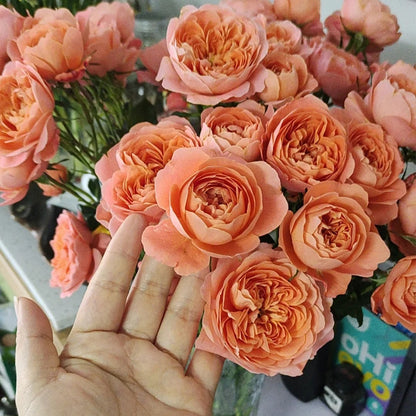 Juicy Apricot Dutch Florist Shrub Rose