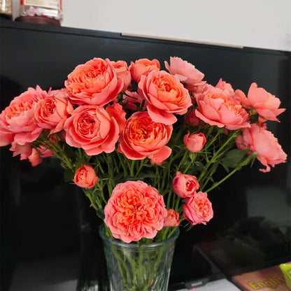 Juicy Apricot Dutch Florist Shrub Rose