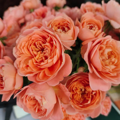 Juicy Apricot Dutch Florist Shrub Rose