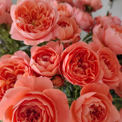 Juicy Apricot Dutch Florist Shrub Rose