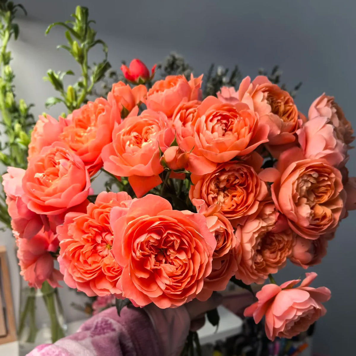 Juicy Apricot Dutch Florist Shrub Rose