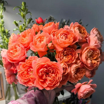 Juicy Apricot Dutch Florist Shrub Rose