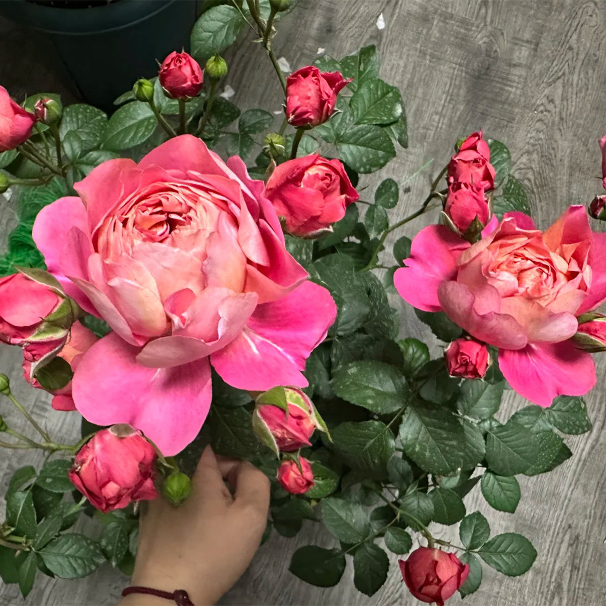 Juicy Beauty Chinese Florist Shrub Rose