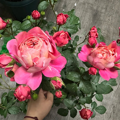 Juicy Beauty Chinese Florist Shrub Rose