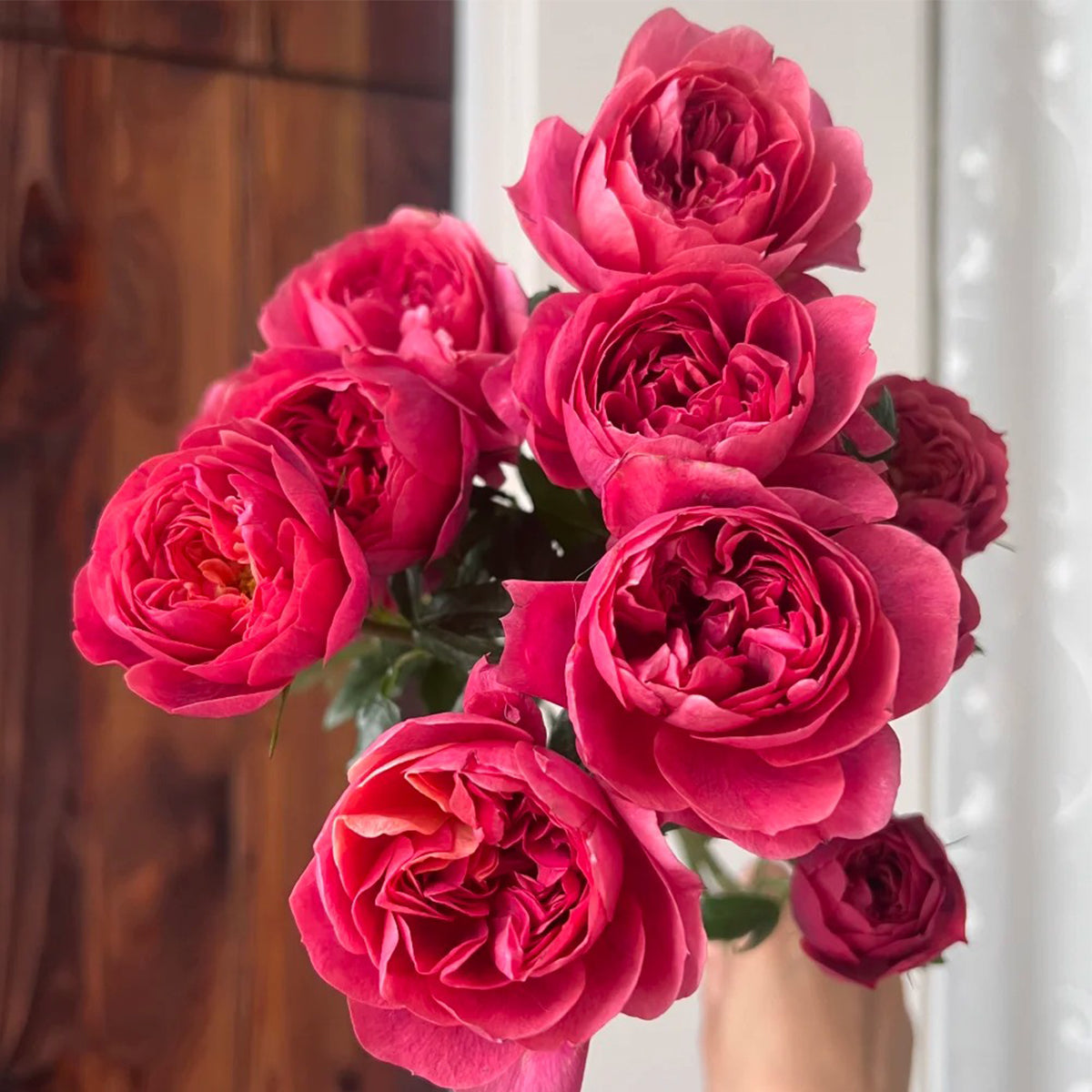 Juicy Beauty Chinese Florist Shrub Rose