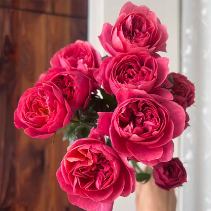 Juicy Beauty Chinese Florist Shrub Rose