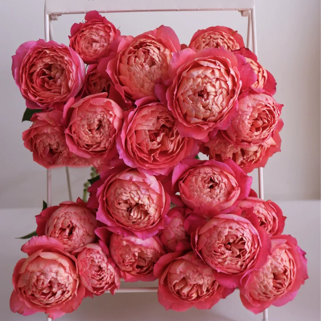 Juicy Beauty Chinese Florist Shrub Rose