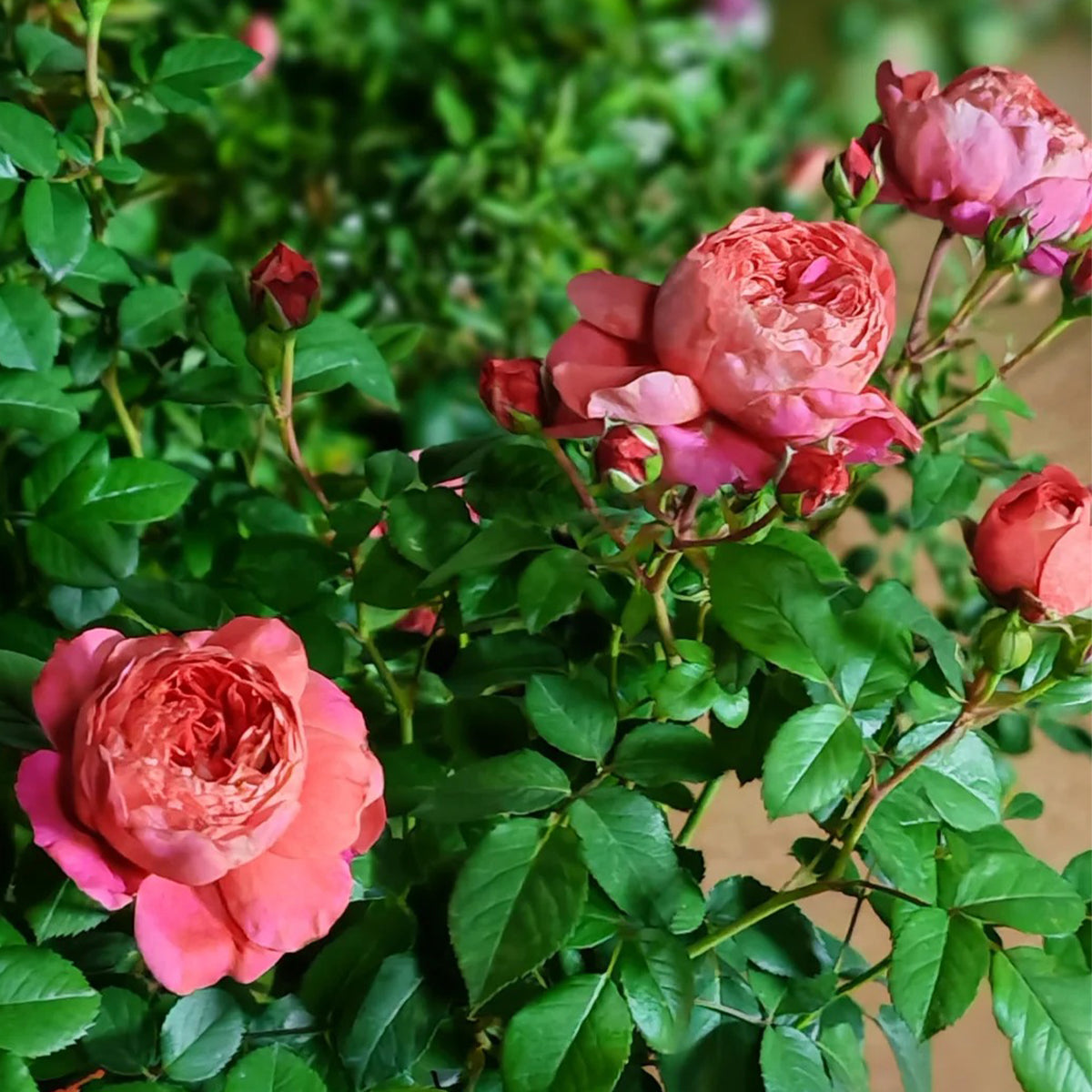 Juicy Beauty Chinese Florist Shrub Rose