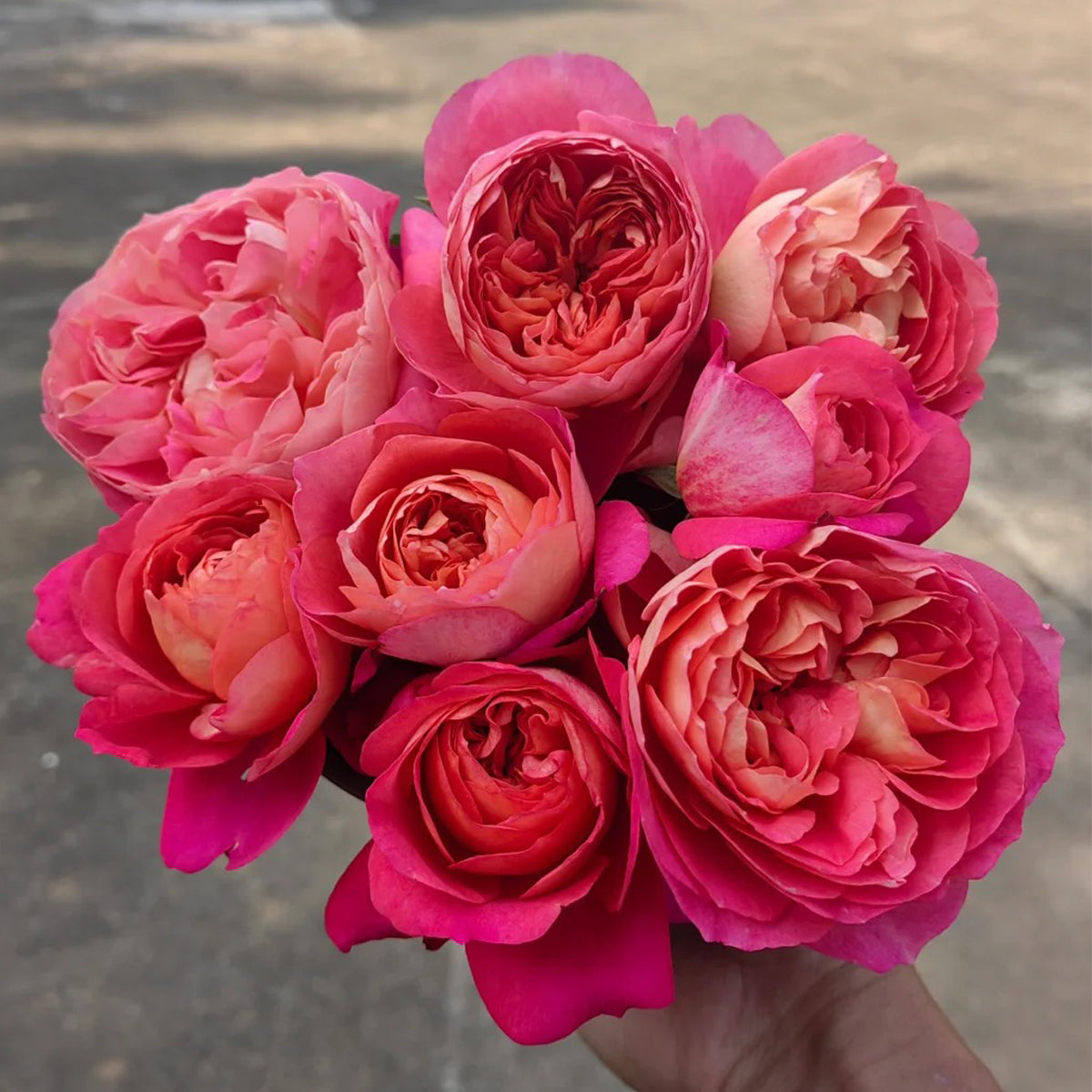 Juicy Beauty Chinese Florist Shrub Rose