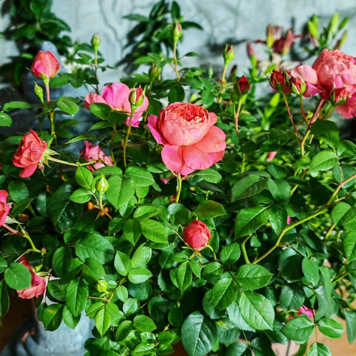 Juicy Beauty Chinese Florist Shrub Rose
