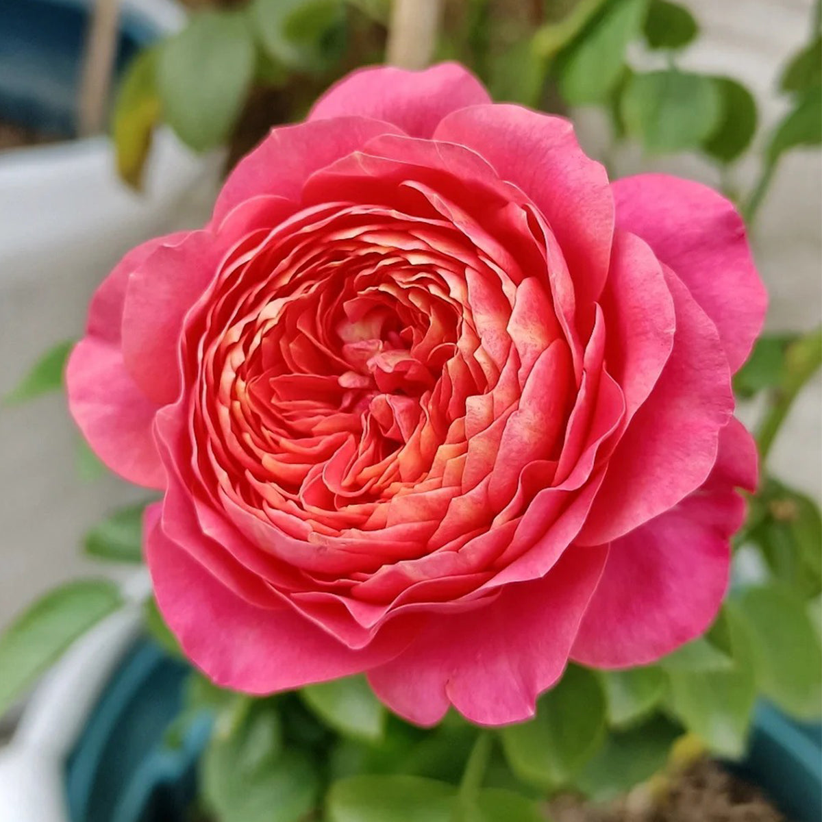 Juicy Beauty Chinese Florist Shrub Rose