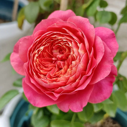 Juicy Beauty Chinese Florist Shrub Rose
