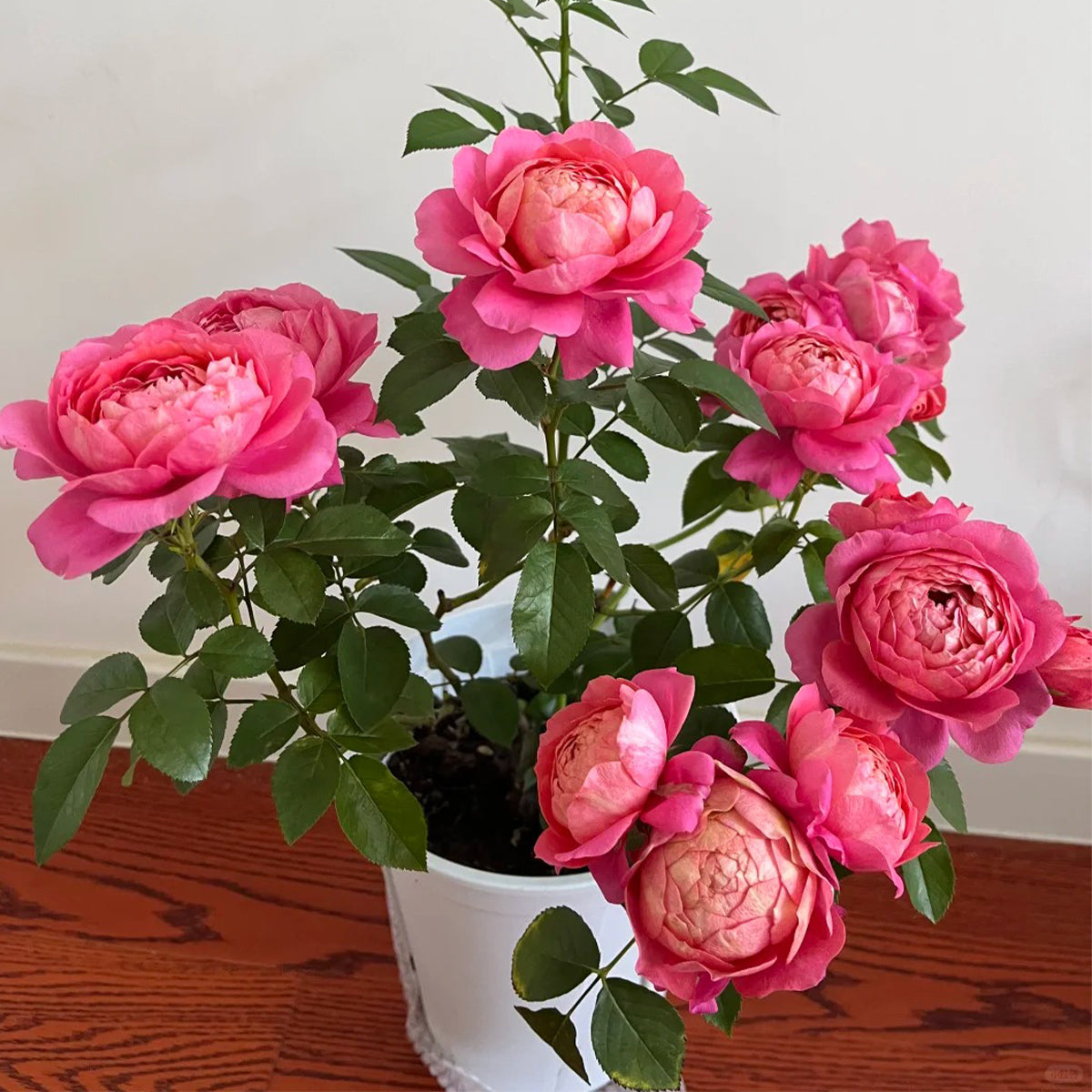 Juicy Beauty Chinese Florist Shrub Rose
