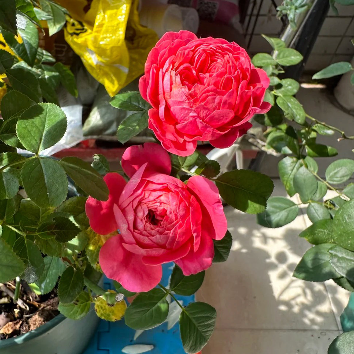 Juicy Beauty Chinese Florist Shrub Rose