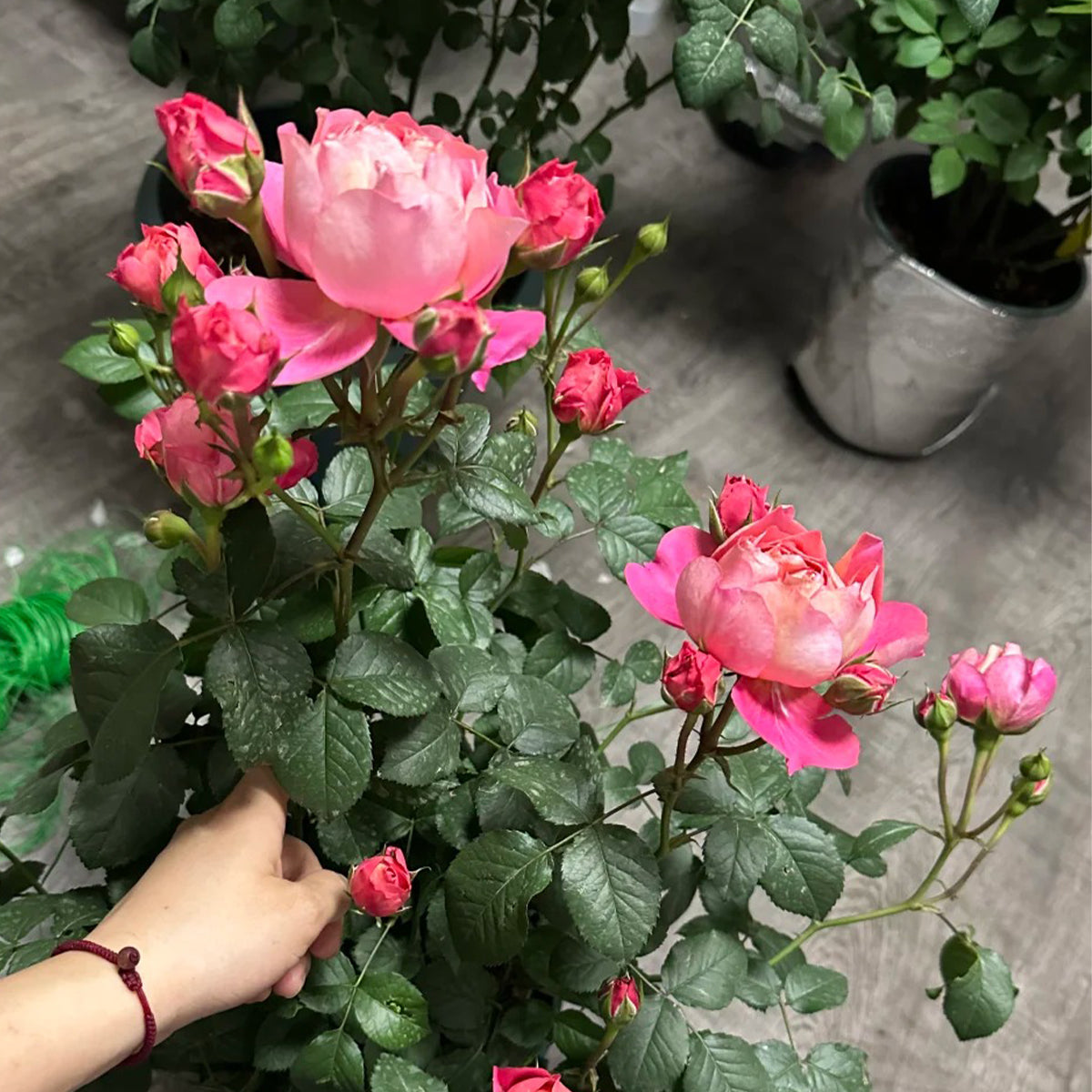 Juicy Beauty Chinese Florist Shrub Rose