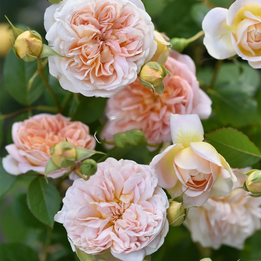 Jules Verne Japanese Florist Shrub Rose