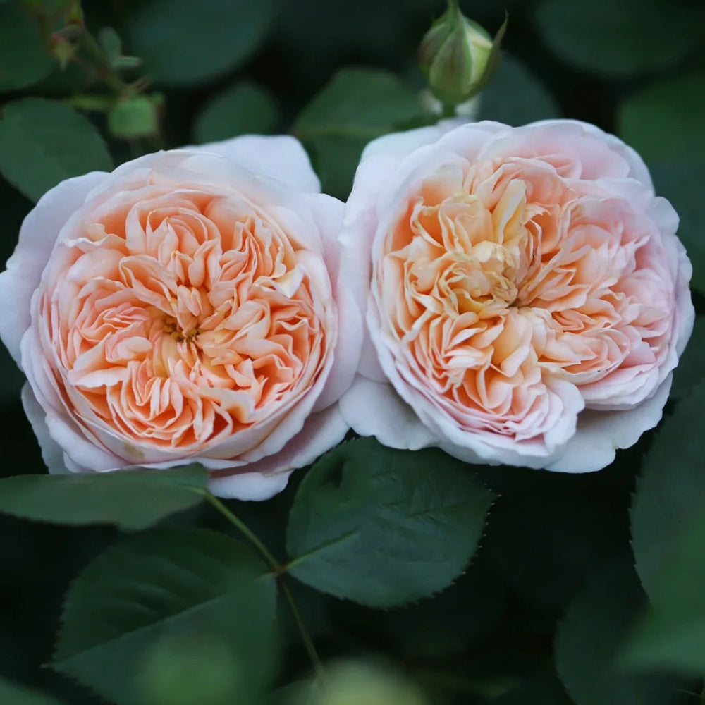 Jules Verne Japanese Florist Shrub Rose