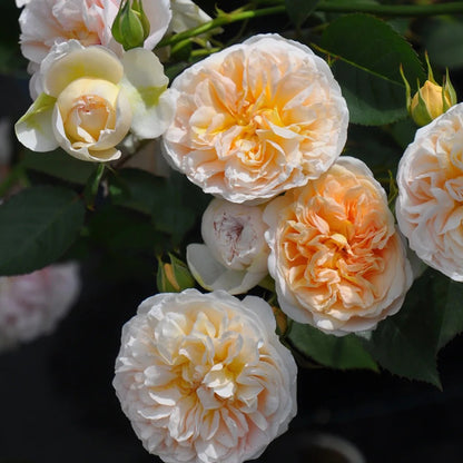 Jules Verne Japanese Florist Shrub Rose