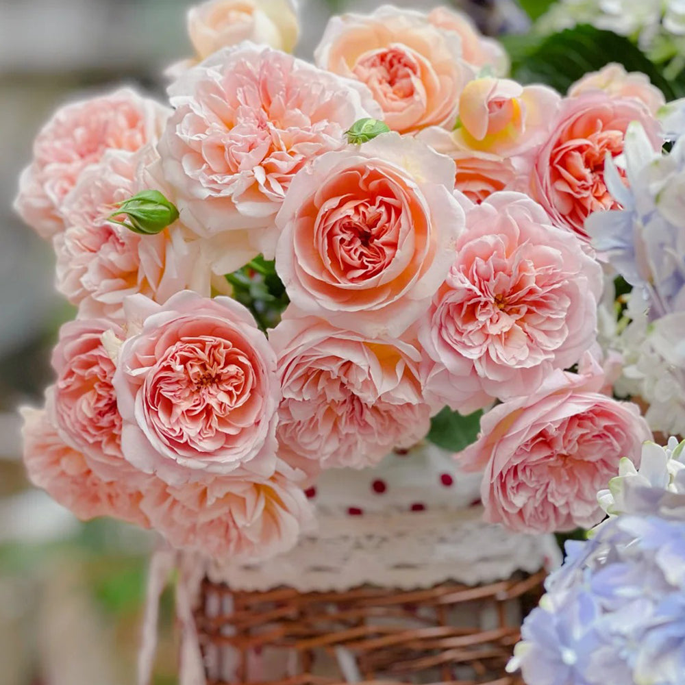 Jules Verne Japanese Florist Shrub Rose – Highgarden Roses