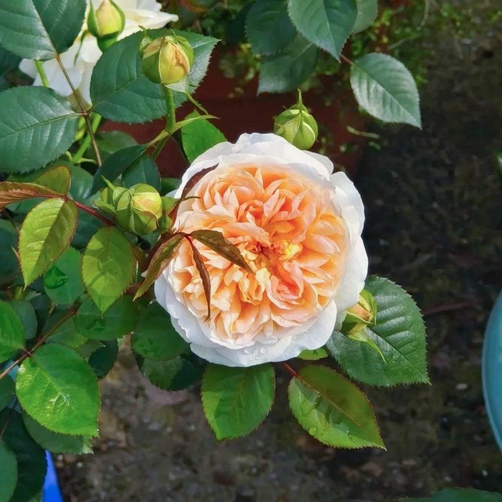 Jules Verne Japanese Florist Shrub Rose