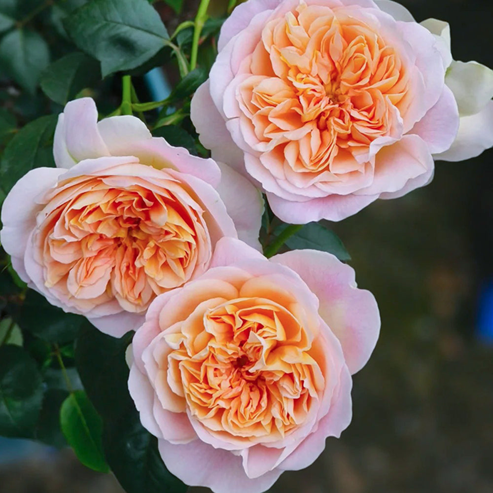 ファンデーション Rose Jules Verne Japanese Florist Shrub Rose – Highgarden Roses