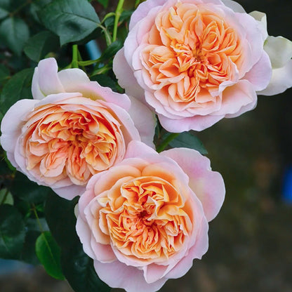 Jules Verne Japanese Florist Shrub Rose