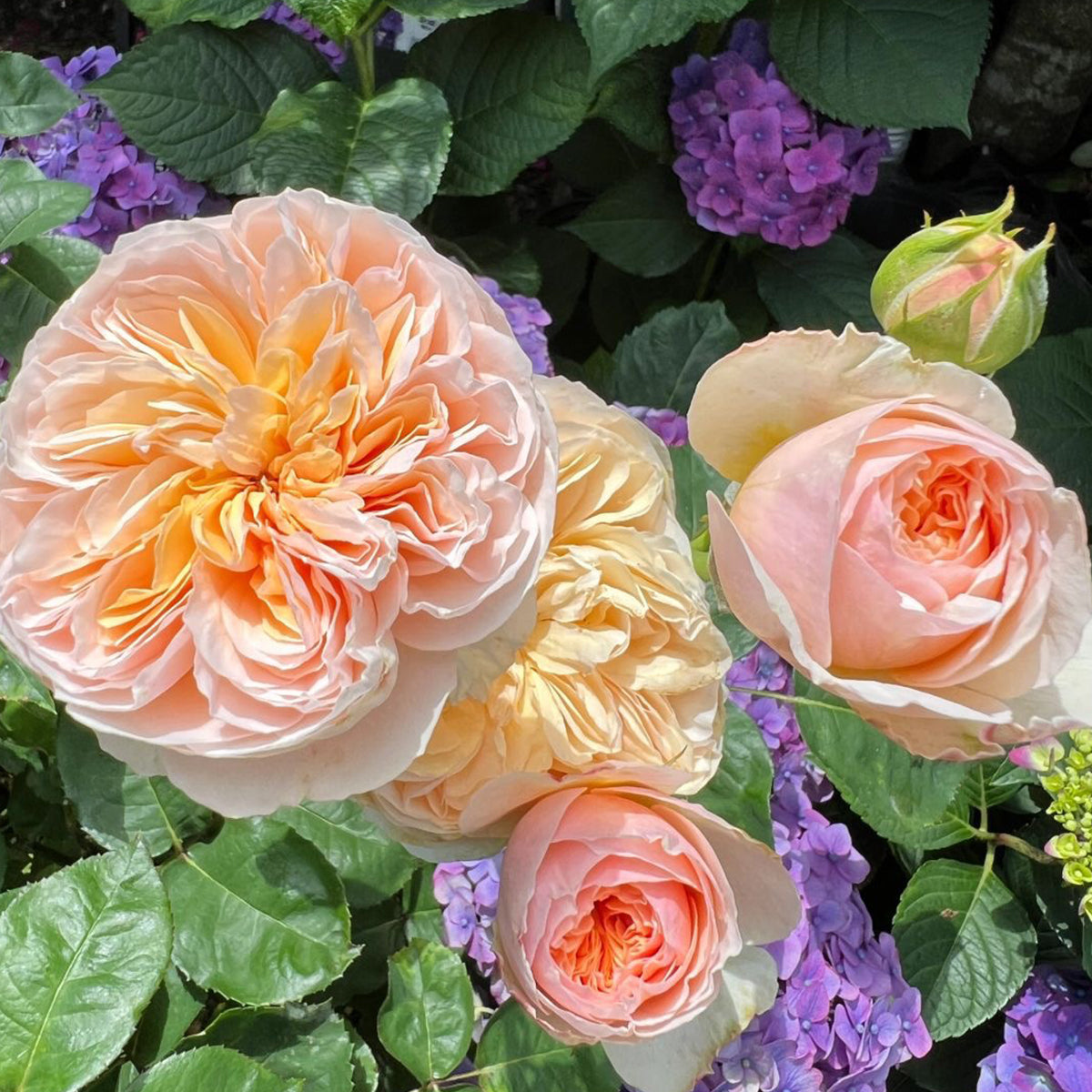 English Wedding Shrub Rose AUSjameson