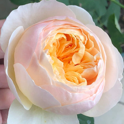English Wedding Shrub Rose AUSjameson