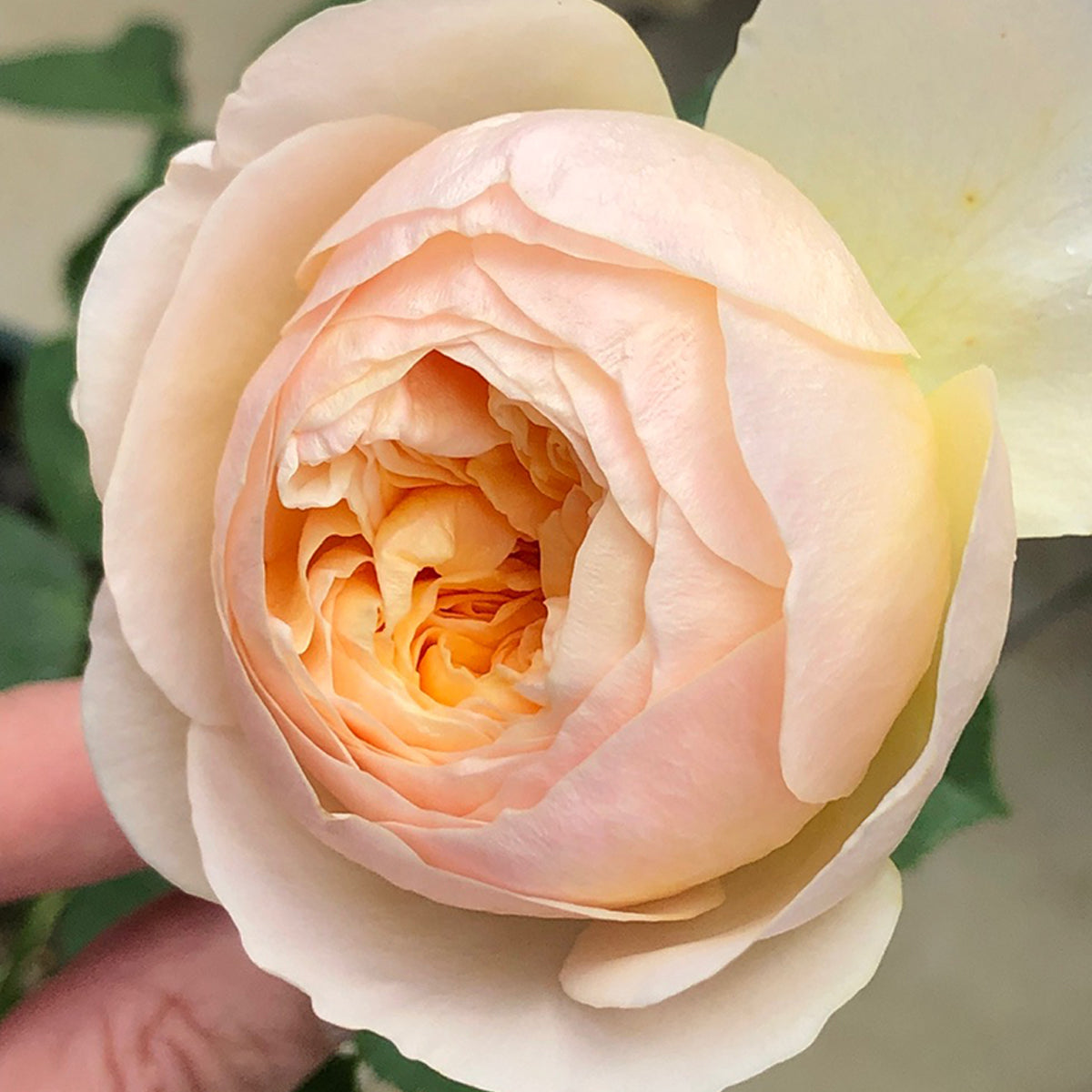English Wedding Shrub Rose AUSjameson