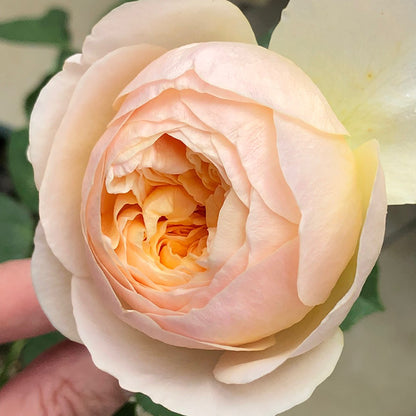 English Wedding Shrub Rose AUSjameson