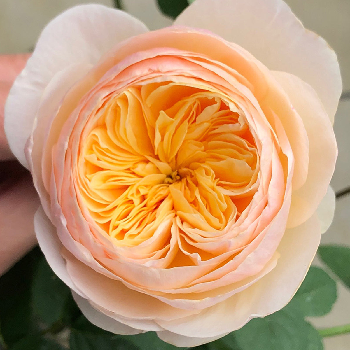 English Wedding Shrub Rose AUSjameson