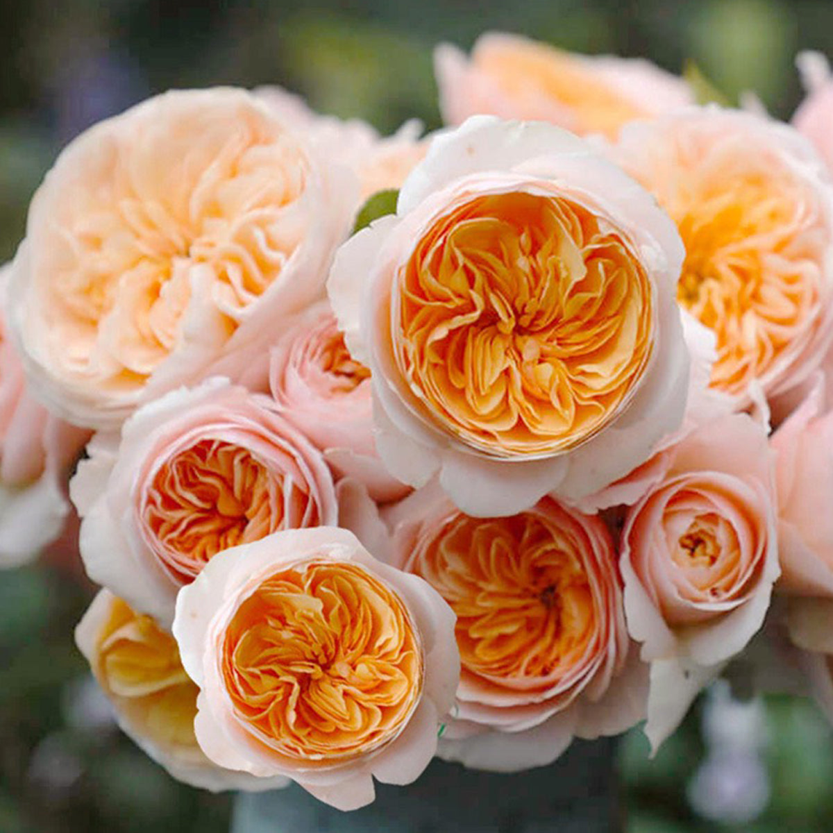English Wedding Shrub Rose AUSjameson