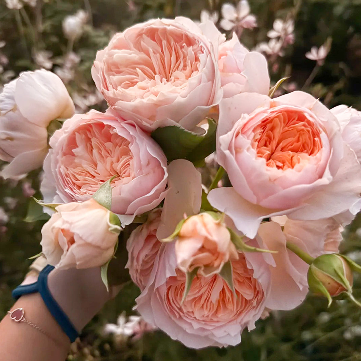 AUSjameson English Wedding Shrub Rose Bush | Highgarden Roses