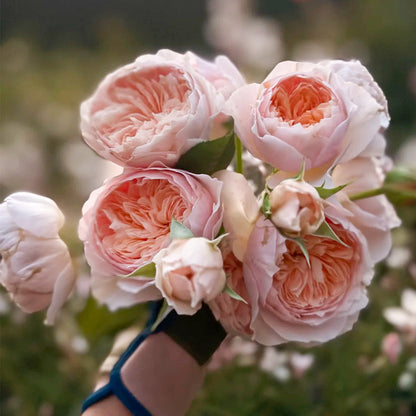 AUSjameson English Wedding Florist Shrub Rose