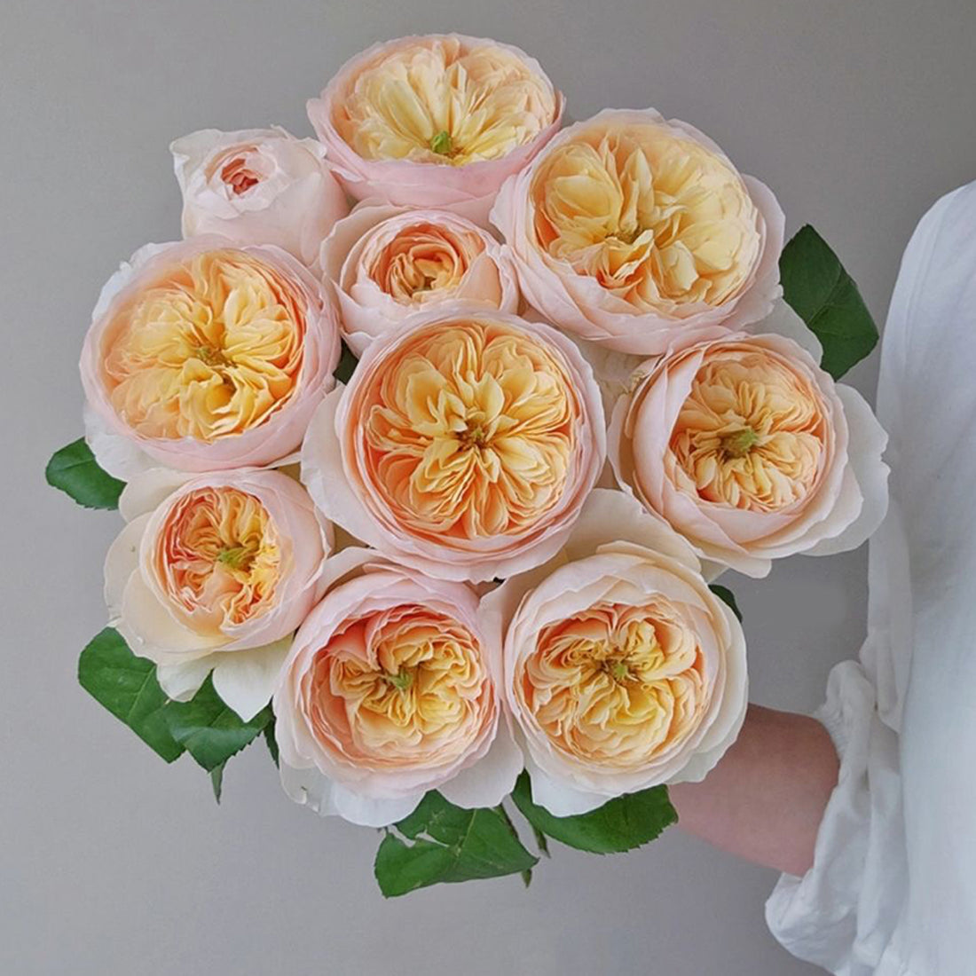English Wedding Shrub Rose AUSjameson