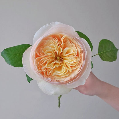 English Wedding Shrub Rose AUSjameson