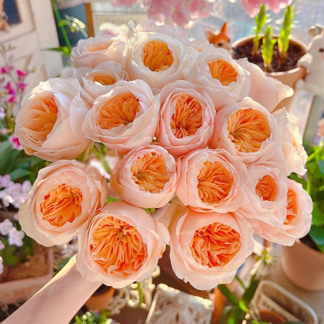 English Wedding Shrub Rose AUSjameson