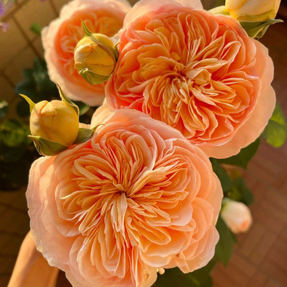 English Wedding Shrub Rose AUSjameson
