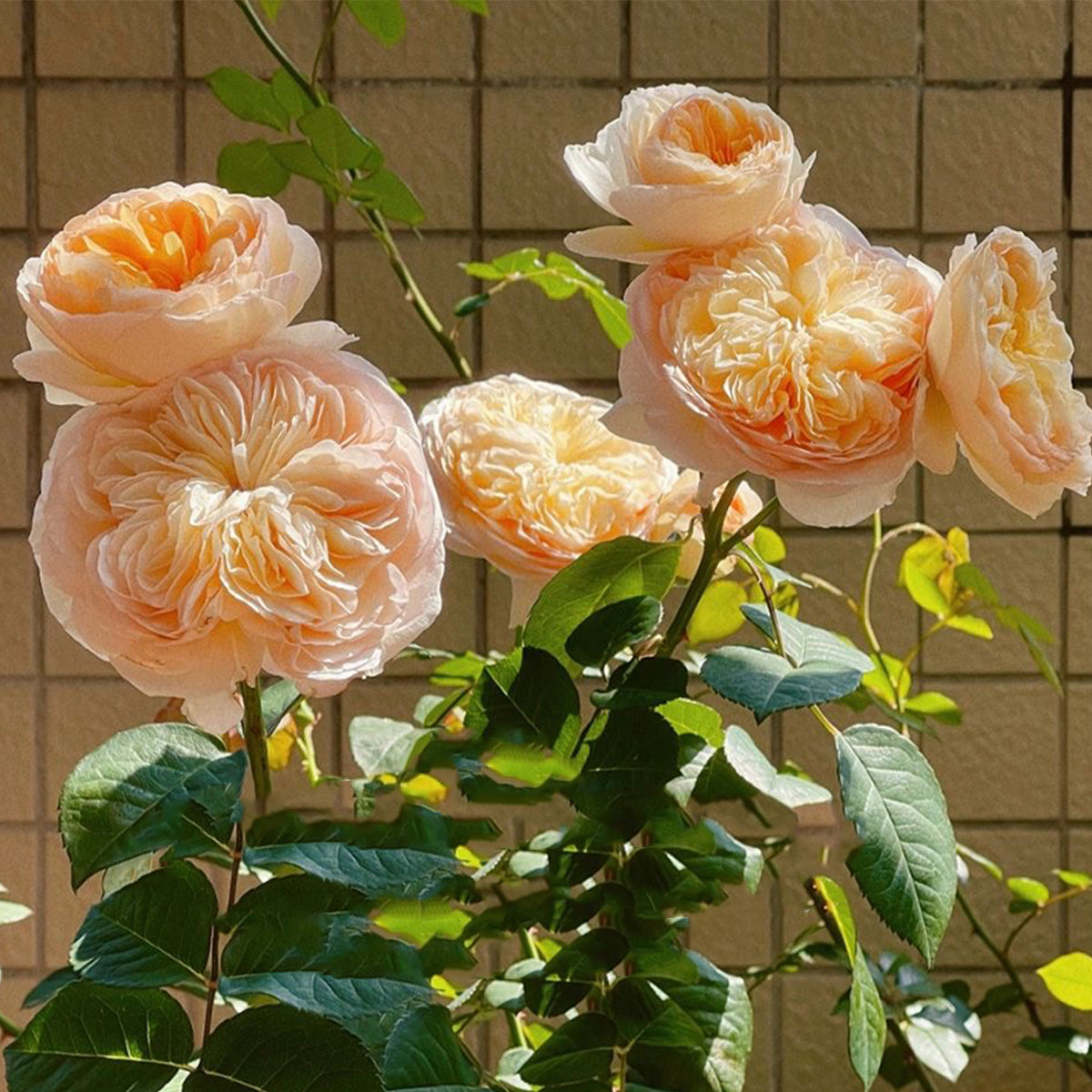 English Wedding Shrub Rose AUSjameson