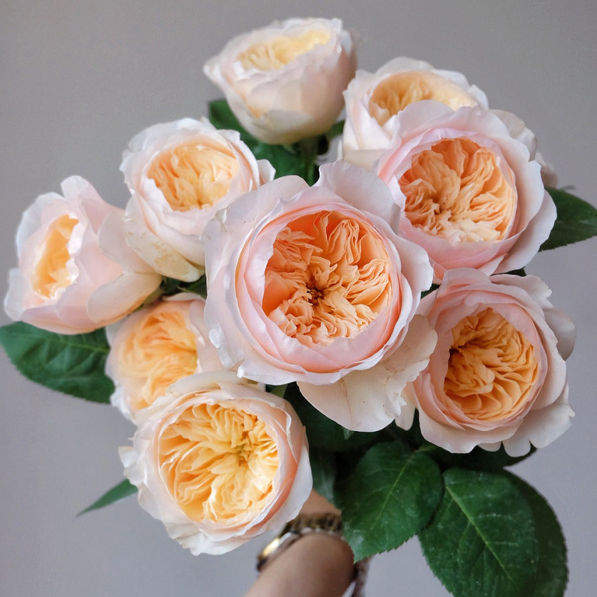 English Wedding Shrub Rose AUSjameson