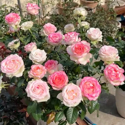 Jumilia Netherlands Florist Shrub Rose