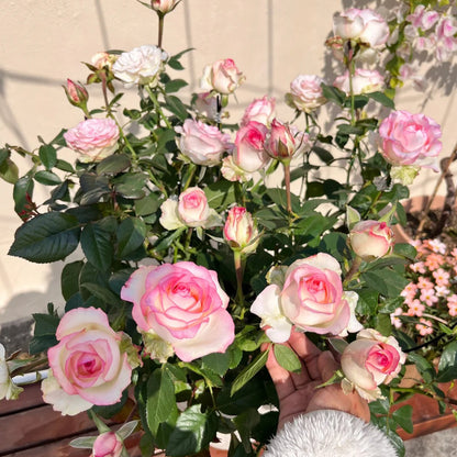 Jumilia Netherlands Florist Shrub Rose
