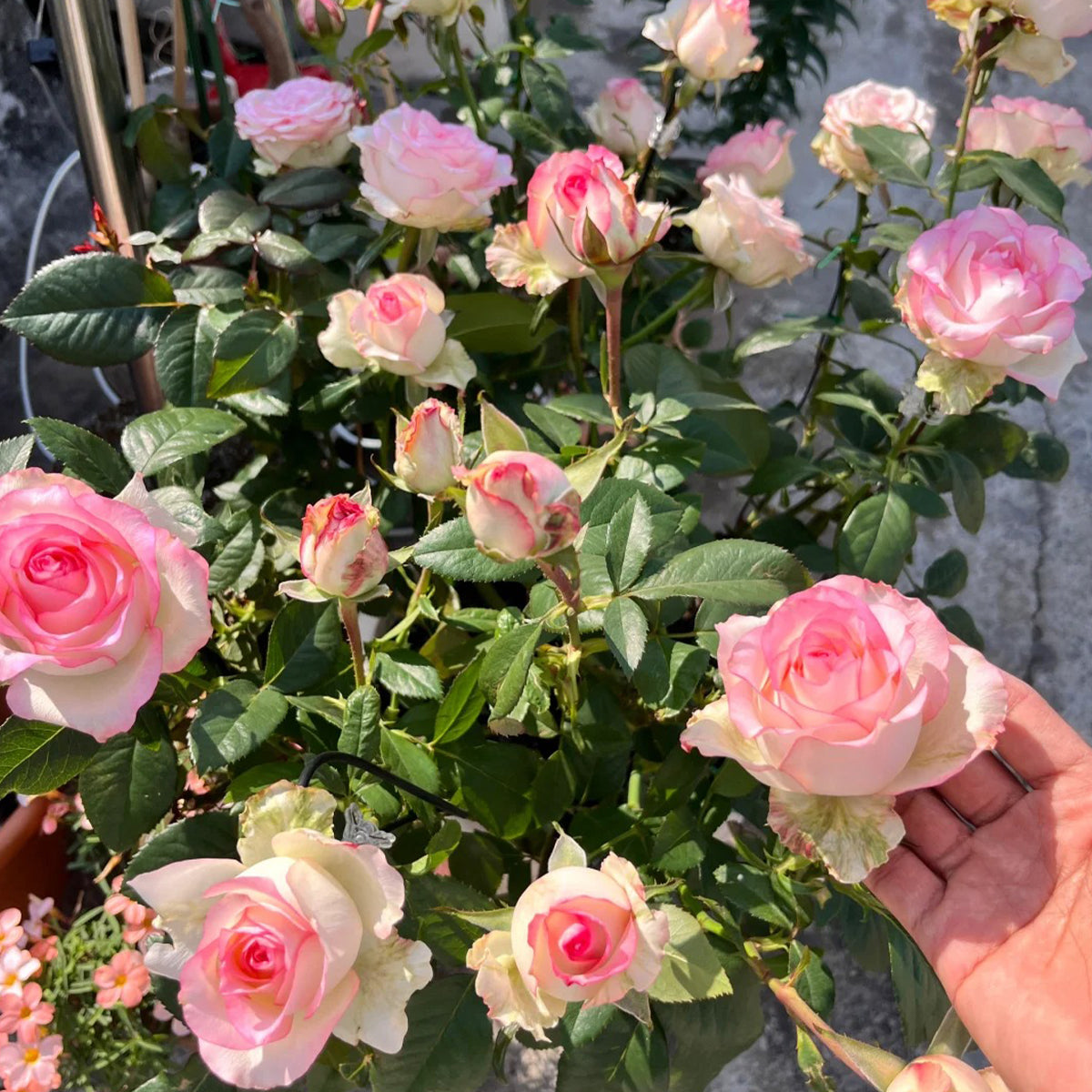 Jumilia Netherlands Florist Shrub Rose
