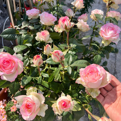 Jumilia Netherlands Florist Shrub Rose