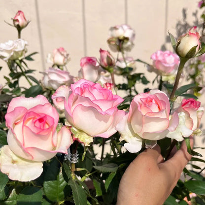 Jumilia Netherlands Florist Shrub Rose