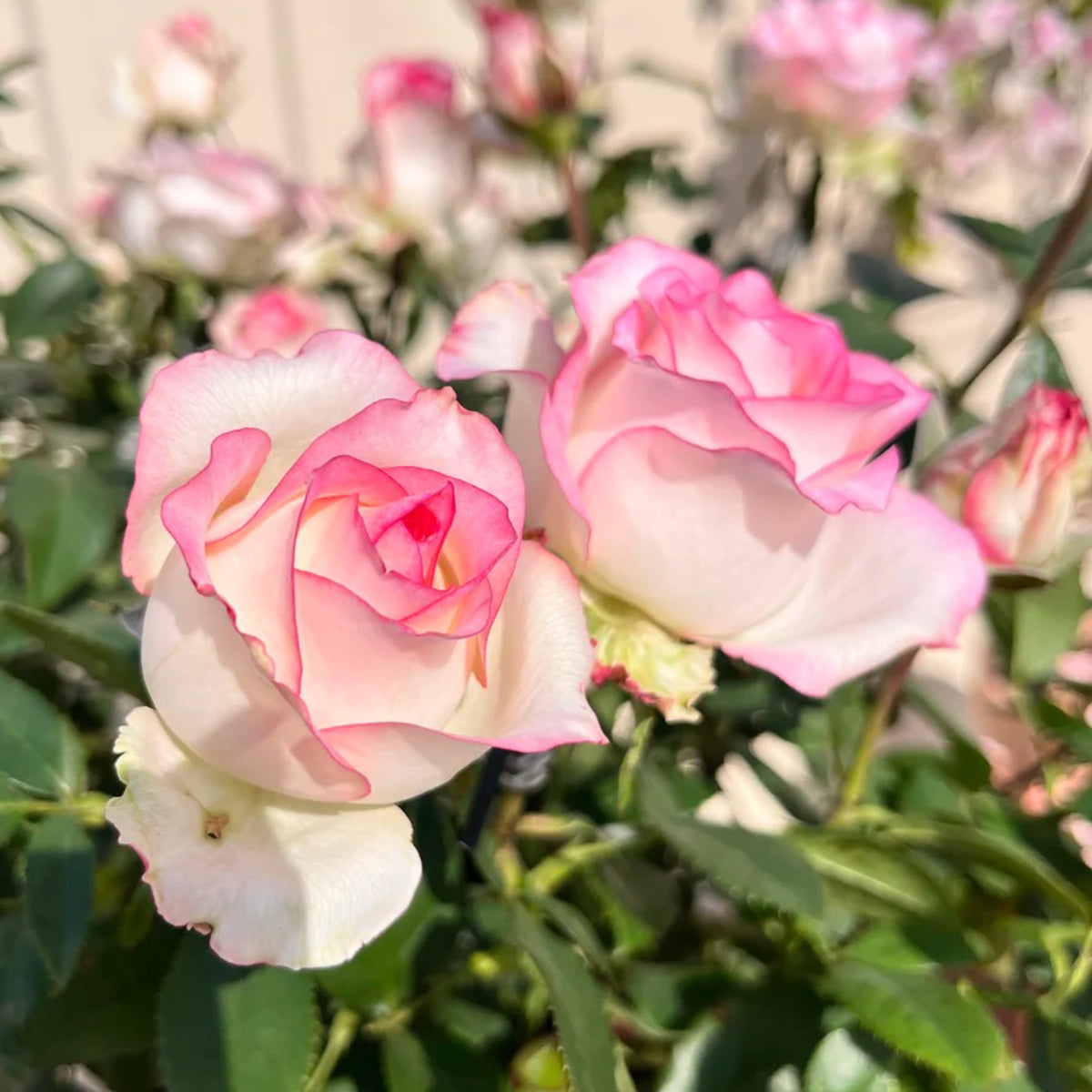 Jumilia Netherlands Florist Shrub Rose